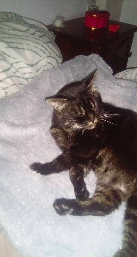 Baguera participe au concours pour gagner de l'argent avec cette photo : asian, black_cat, carnivore, cat, domestic_long_haired_cat, domestic_short_haired_cat, dragon_li, european_shorthair, felidae, kitten, maine_coon, mammal, norwegian_forest_cat, persian, small_to_medium_sized_cats, tabby_cat, tail, whiskers