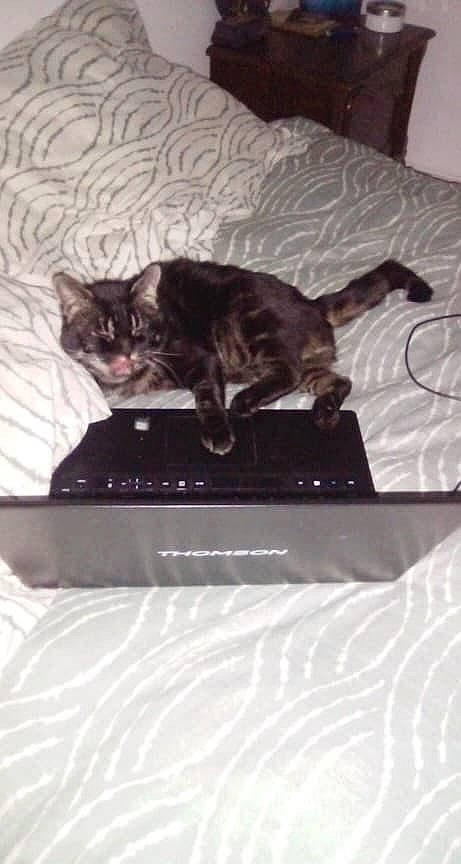 Baguera participe au concours pour gagner de l'argent avec cette photo : american_shorthair, asian, black_cat, carnivore, cat, domestic_short_haired_cat, european_shorthair, felidae, kitten, small_to_medium_sized_cats, tail, whiskers