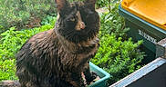 Maple joined the competition — help win amazing prizes! cat, tortoiseshell, fluffy, fur, whiskers, ears, face, eyes, animal, pet, sitting, planter, garden, plants, greenery, outdoor, balcony, trash_bin, yellow_lid, portrait