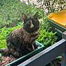 cat, tortoiseshell, fluffy, fur, whiskers, ears, face, eyes, animal, pet, sitting, planter, garden, plants, greenery, outdoor, balcony, trash_bin, yellow_lid, portrait