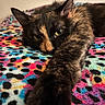 cat, tortoiseshell_cat, feline, pet, animal, close_up, portrait, lying_down, stretched_paw, green_eyes, pointed_ears, whiskers, fur, black_fur, orange_fur, colorful_blanket, indoors, cozy, relaxed, funny_pose