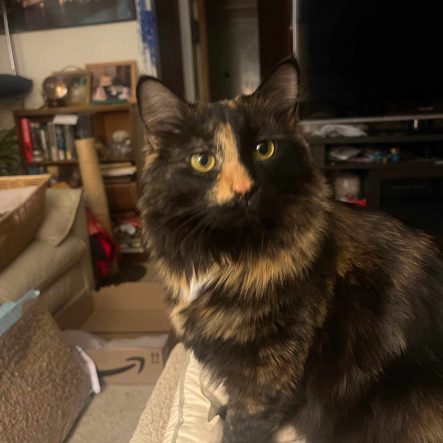 Maple