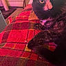 cat, black_and_white, tuxedo_cat, pet, feline, animal, portrait, close_up, sitting, lying_down, indoors, blanket, red_blanket, cozy, home, furniture, couch, whiskers, eyes, pink_lighting