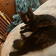 Maple is registered to the contest to win money with this photo: cat, tortoiseshell, pet, animal, feline, black_cat, orange markings, lying_down, bed, bedroom, blanket, pillow, cozy, indoors, furniture, wooden_cabinet, patterned fabric, relaxed, long_tail, portrait