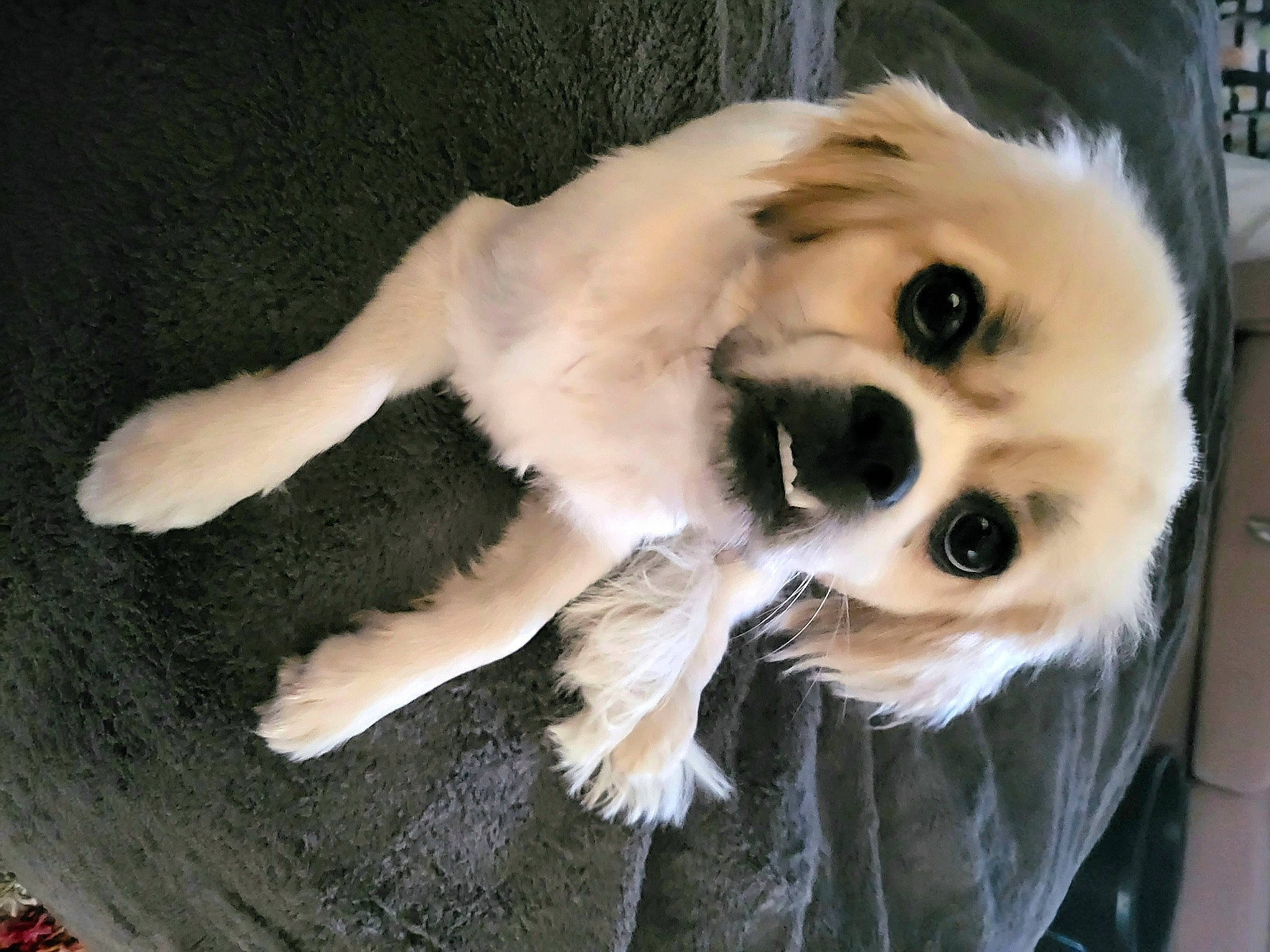 Charlie joined the competition — help win amazing prizes! canidae, carnivore, companion_dog, dog, dog_breed, eyelash, fang, fashion_accessory, fawn, felidae, fur, jaw, paw, snout, spitz, sporting_group, stuffed_toy, toy, whiskers, working_animal