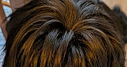 Appa a rejoint le concours — aidez-le/la à gagner de superbes lots ! dog, black_dog, long_hair, shaggy, close_up, resting, knee, blanket, colorful_blanket, tile_floor, patterned_floor, wooden_chair, indoor, pet, animal, furry, snout, fur, head, companion