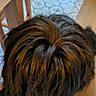 dog, black_dog, long_hair, shaggy, close_up, resting, knee, blanket, colorful_blanket, tile_floor, patterned_floor, wooden_chair, indoor, pet, animal, furry, snout, fur, head, companion