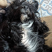 Appa participe au concours pour gagner de l'argent avec cette photo : dog, black_dog, white_fur, fluffy, lying_down, floor, tile_floor, patterned_tiles, wooden_chair, relaxed, pet, indoor, fur, snout, whiskers, animal, cute, resting, domestic_animal, companion