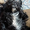 dog, black_dog, white_fur, fluffy, lying_down, floor, tile_floor, patterned_tiles, wooden_chair, relaxed, pet, indoor, fur, snout, whiskers, animal, cute, resting, domestic_animal, companion