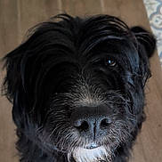 Appa participe au concours pour gagner de l'argent avec cette photo : dog, black_dog, white_patch, fluffy, close_up, looking_up, indoor, wooden_floor, radiator, floor_tiles, pet, mammal, canine, fur, whiskers, snout, cute, companion, animal, domestic