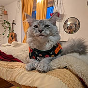 Alo Homora participe au concours pour gagner de l'argent avec cette photo : cat, indoor, blanket, furniture, curtains, guitar, mirror, plant, harness, pet, cozy, fluffy, gray_cat, relaxing, home, decor, window, soft_lighting, table, animal