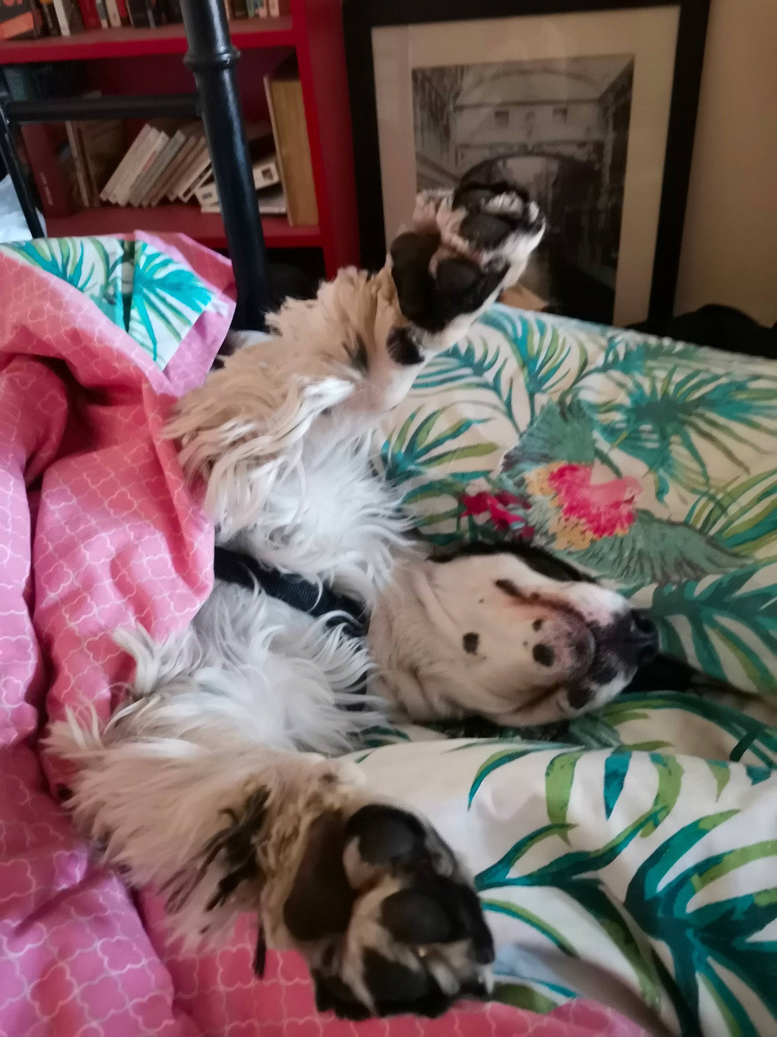 Oliday participe au concours pour gagner de l'argent avec cette photo : bolonka, canidae, carnivore, companion_dog, dog, dog_breed, lhasa_apso, maltese, mammal, morkie, nap, non_sporting_group, petit_basset_griffon_vendeen, puppy, puppy_love, schnoodle, shih_tzu, sporting_group, tibetan_terrier, toy_dog