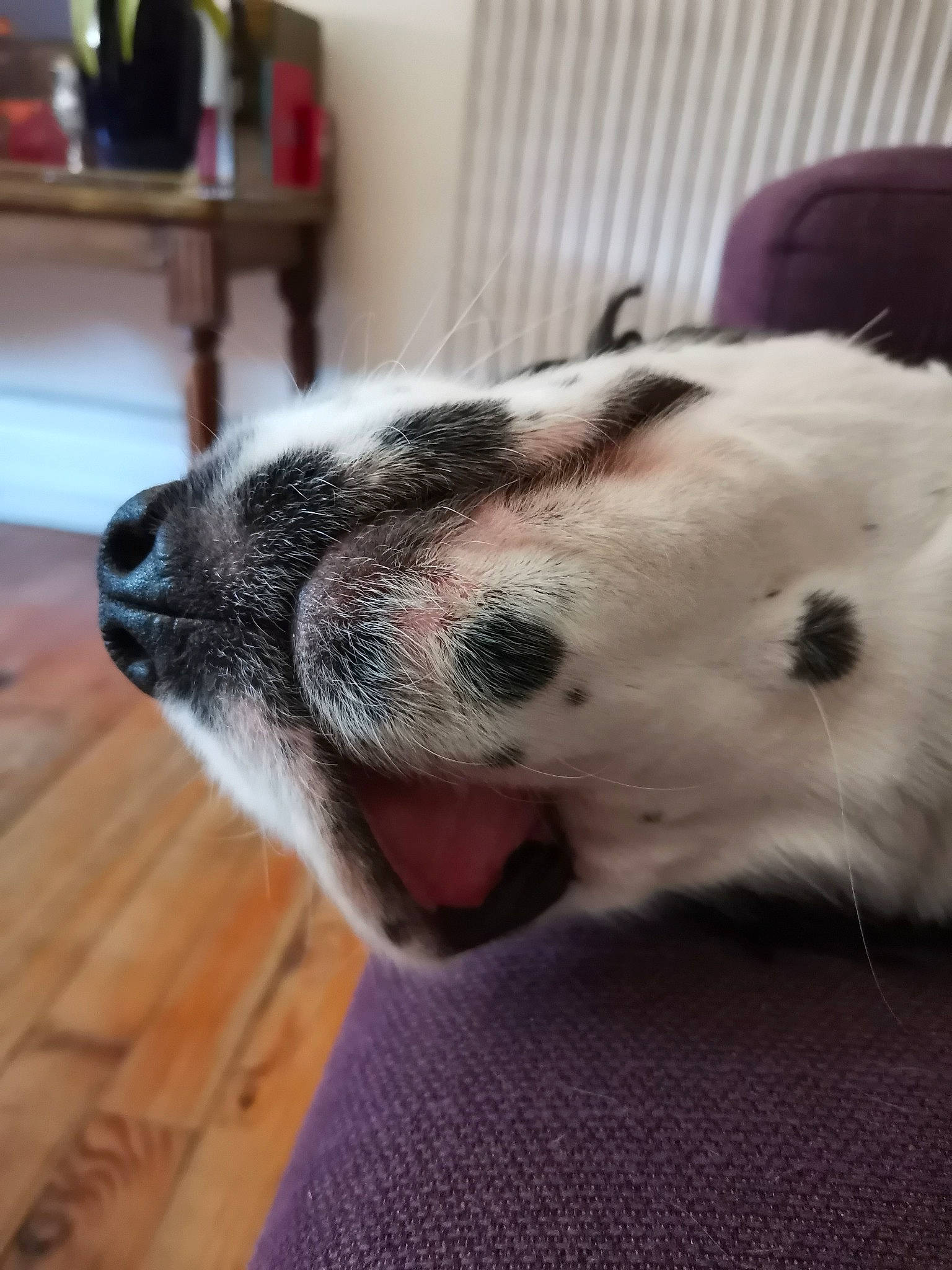 Oliday participe au concours pour gagner de l'argent avec cette photo : canidae, carnivore, dalmatian, dog, dog_breed, fawn, great_dane, mammal, non_sporting_group, nose, snout, sporting_group, whiskers