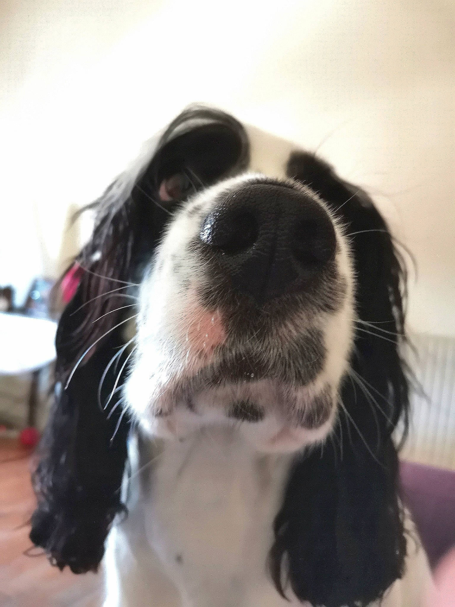 Oliday participe au concours pour gagner de l'argent avec cette photo : canidae, carnivore, cocker_spaniel, companion_dog, dog, dog_breed, drentse_patrijshond, english_cocker_spaniel, english_springer_spaniel, french_spaniel, king_charles_spaniel, mammal, nose, phalene, rare_breed_dog, russian_spaniel, snout, spaniel, sporting_group, vertebrate