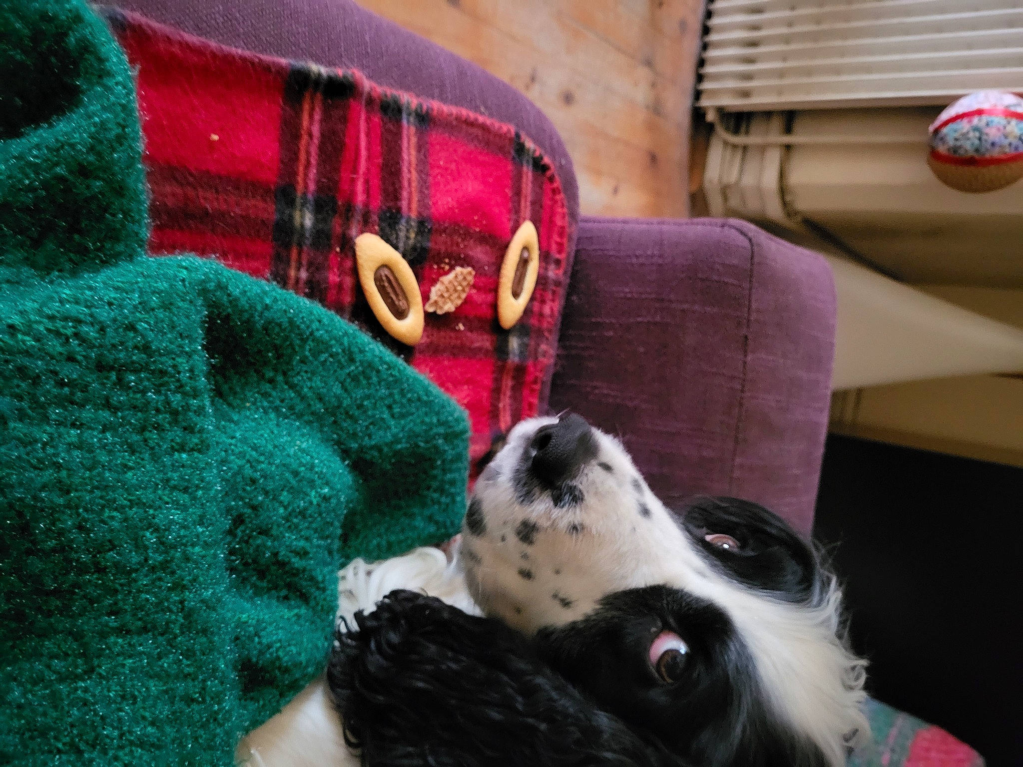 Holiday participe au concours pour gagner de l'argent avec cette photo : ball, border_collie, carnivore, comfort, companion_dog, couch, dog, dog_breed, football, fur, linens, magenta, pattern, room, sporting_group, toy, wool, woolen, working_animal, woven_fabric
