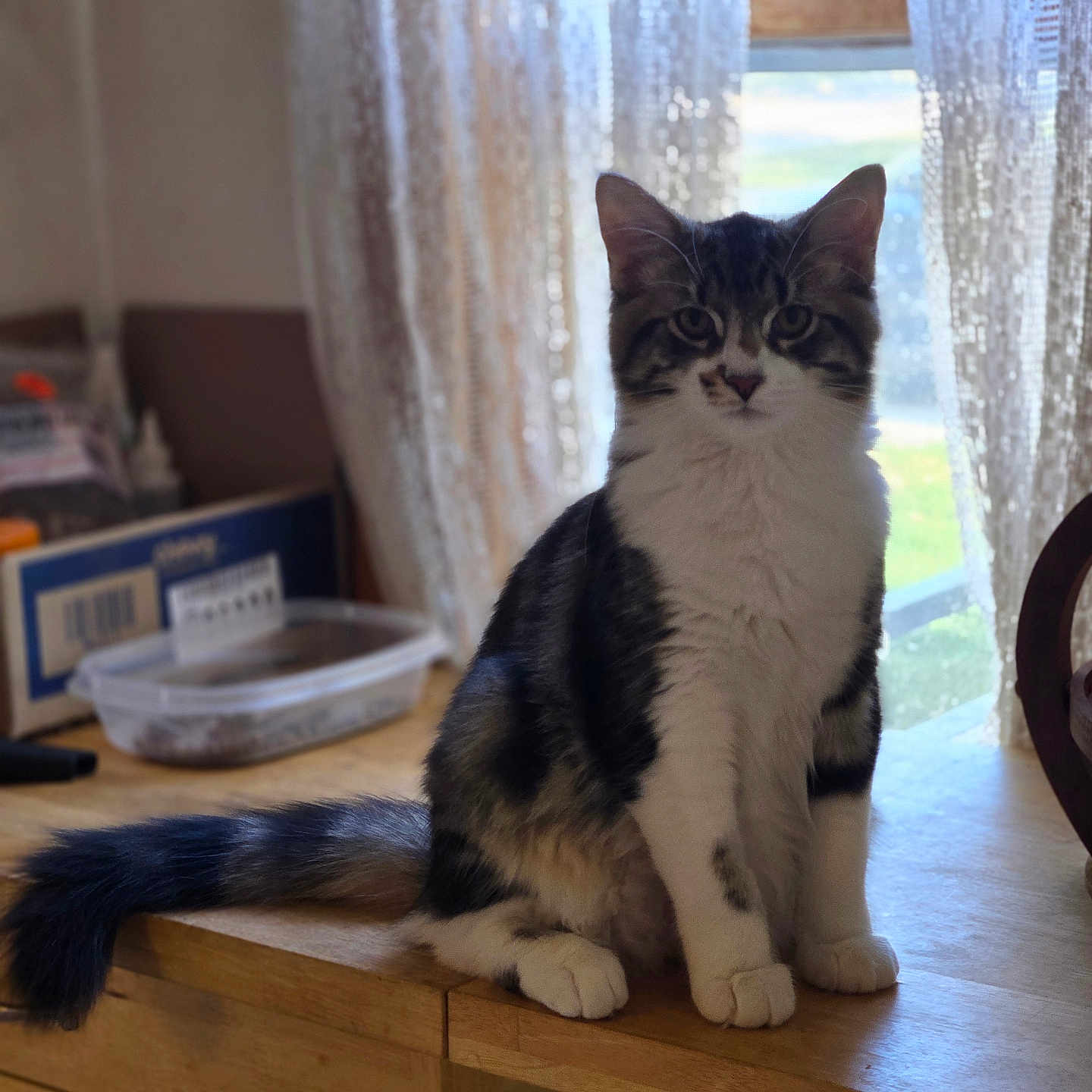 Chip is registered to the contest to win money with this photo: abyssinian, animal, architecture, building, cat, computer, curtain, drawer, furniture, hardwood, indoors, kitten, livingroom, manx, pet, plywood, room, shelf, table, wood