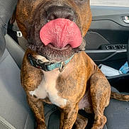 Bravo is registered to the contest to win money with this photo: accessories, adult, animal, belt, bodypart, boxer, bulldog, canine, cushion, dog, homedecor, hound, male, man, mouth, person, pet, pitbull, snout, tongue