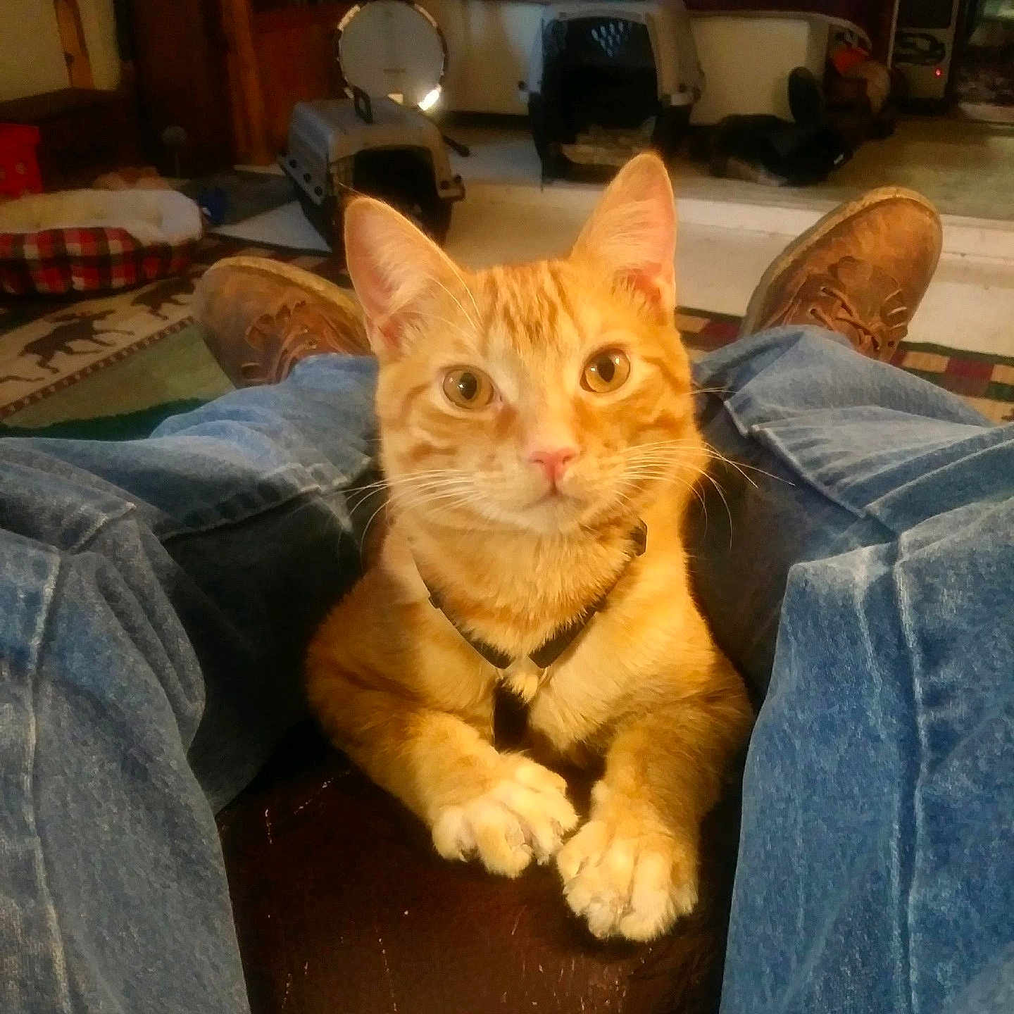 Squirrel is registered to the contest to win money with this photo: animal, architecture, building, cat, clothing, couch, face, footwear, furniture, head, indoors, jeans, livingroom, pants, person, pet, photography, portrait, room, shoe