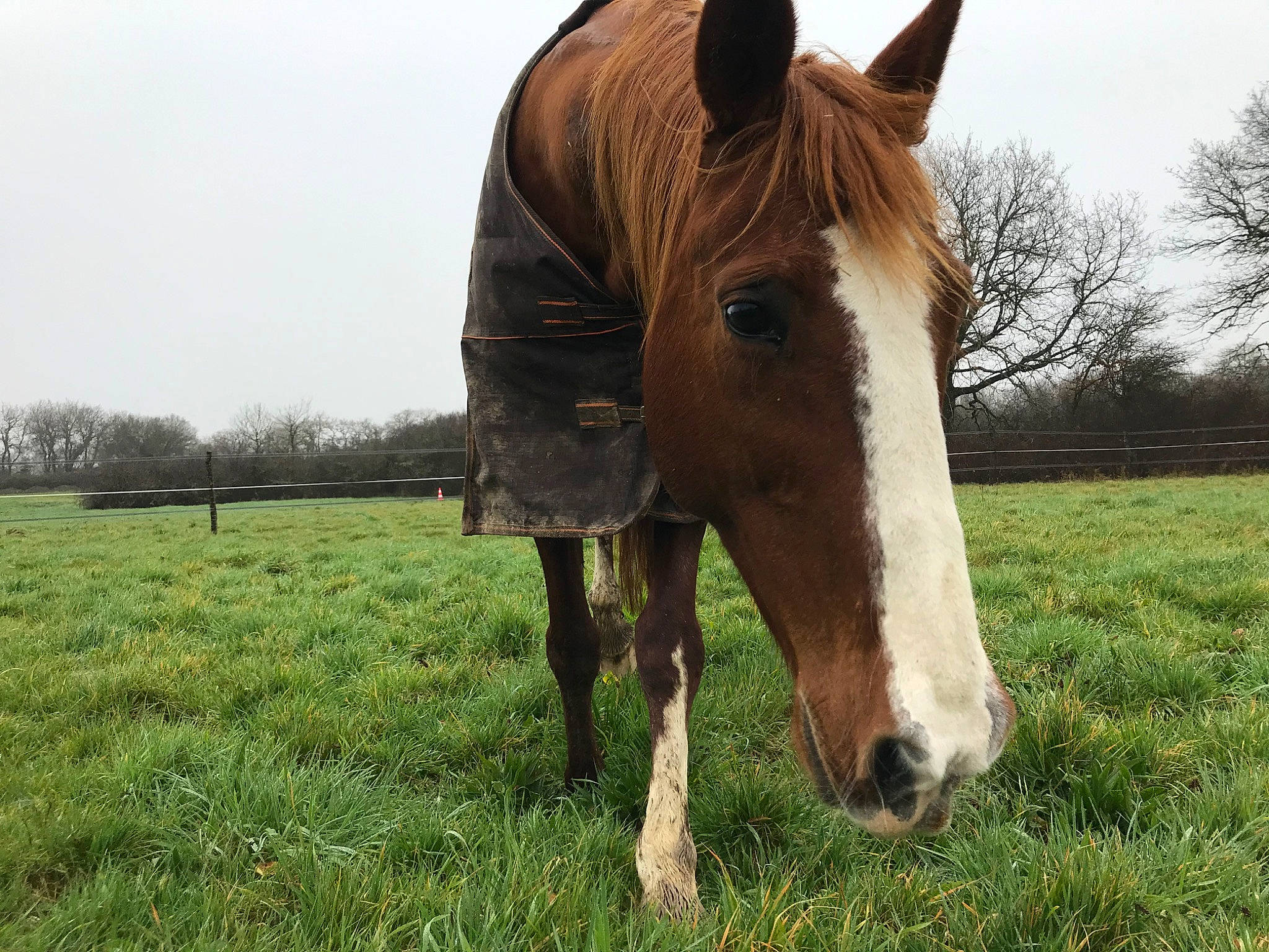 Naomie participe au concours pour gagner de l'argent avec cette photo : bridle, grass, grassland, grazing, hair, horse, horse_tack, mammal, mane, mare, meadow, mustang_horse, pack_animal, pasture, plant, rural_area, snout, sorrel, stallion, vertebrate