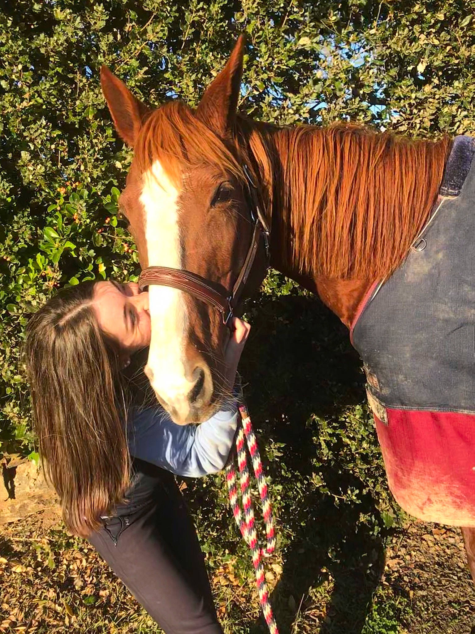 Naomie a rejoint le concours — aidez-le/la à gagner de superbes lots ! bridle, fun, grass, halter, horse, horse_grooming, horse_supplies, horse_tack, liver, livestock, mammal, mane, mare, photography, plant, rein, snout, sorrel, stallion, tree
