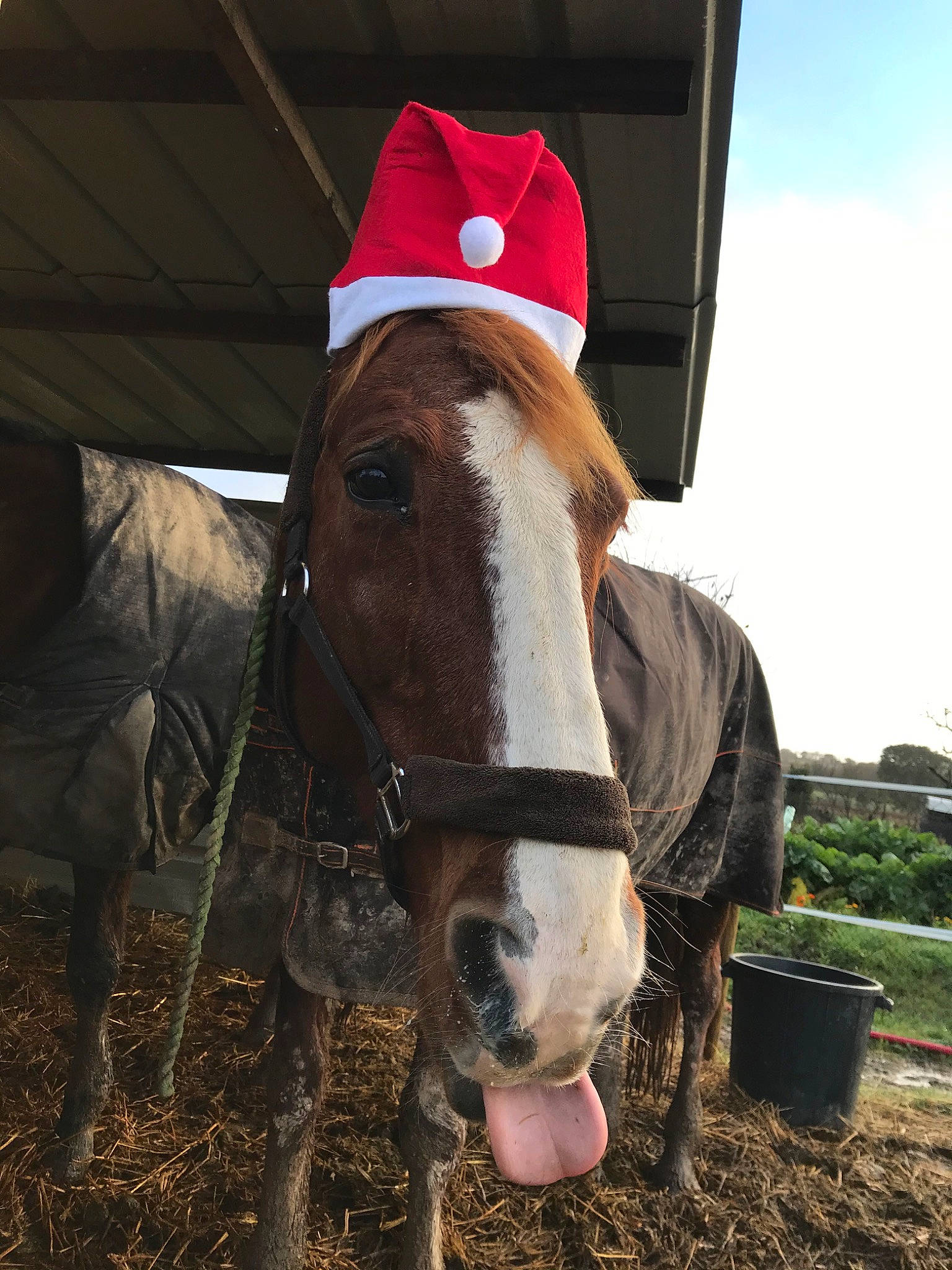 Naomie a rejoint le concours — aidez-le/la à gagner de superbes lots ! bridle, farm, halter, horse, horse_supplies, horse_tack, livestock, mammal, mane, mare, pack_animal, rein, snout, vertebrate, working_animal