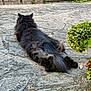 cat, black_cat, fluffy, outdoor, stone_patio, relaxing, animal, pet, nature, greenery, leaves, sunlight, resting, feline, back_view, quiet, calm, fur, tail, ears