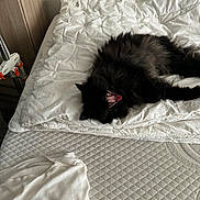 Lixy a rejoint le concours — aidez-le/la à gagner de superbes lots ! cat, black_cat, bed, blanket, comforter, mattress, furniture, indoor, sleeping, yawning, pet, animal, cozy, fur, resting, white, textured, soft, home, relaxing