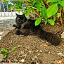 Lixy a rejoint le concours — aidez-le/la à gagner de superbes lots ! cat, black_cat, outdoor, garden, plants, leafy, bush, sunlight, shade, relaxed, animal, pet, fluffy, fur, nature, ground, dirt, rocks, daylight, resting
