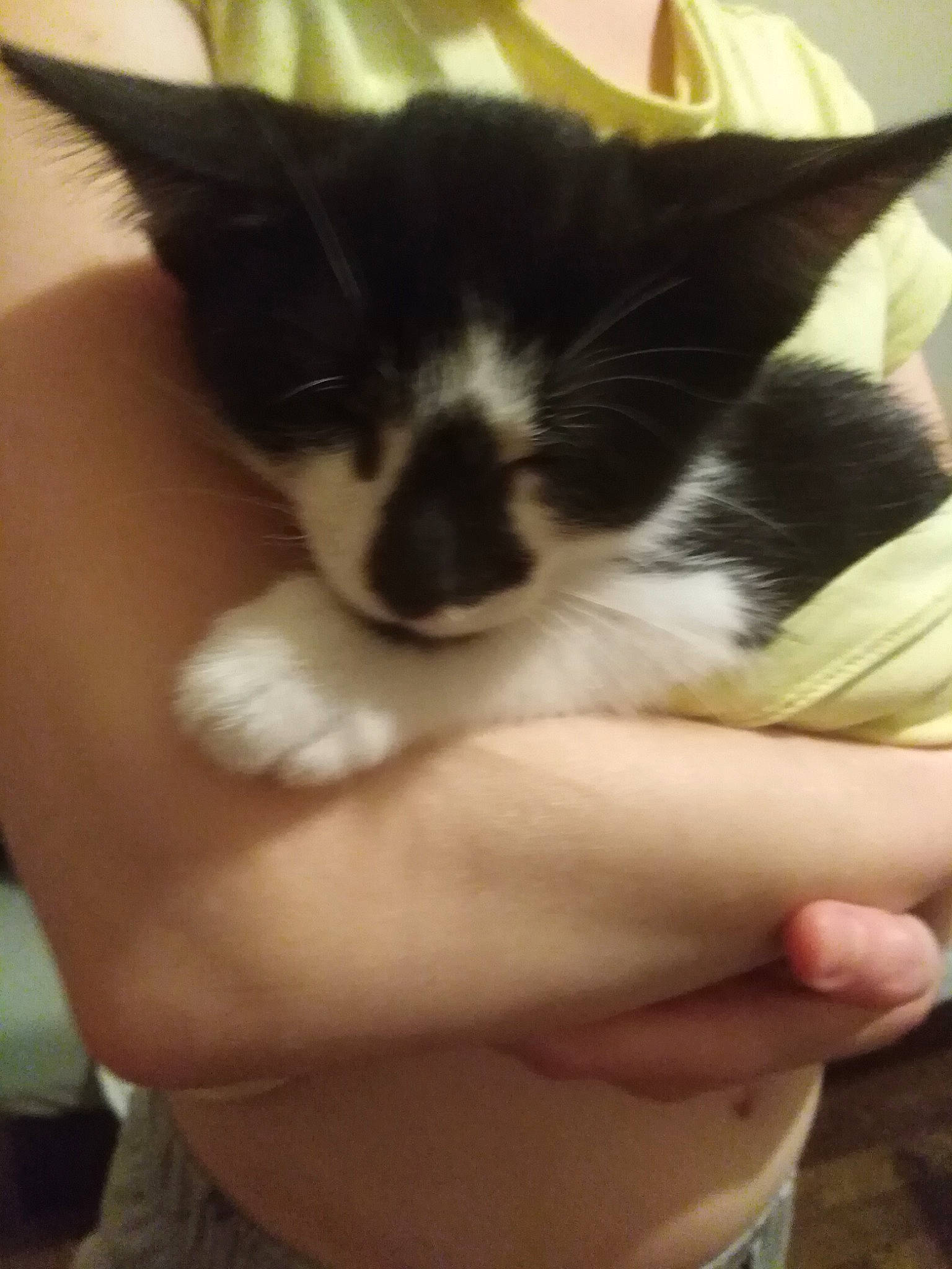 Fripouille a rejoint le concours — aidez-le/la à gagner de superbes lots ! carnivore, cat, claw, comfort, domestic_short_haired_cat, elbow, eyelash, felidae, finger, foot, fur, gesture, hand, human_leg, nail, paw, small_to_medium_sized_cats, tail, thumb, whiskers