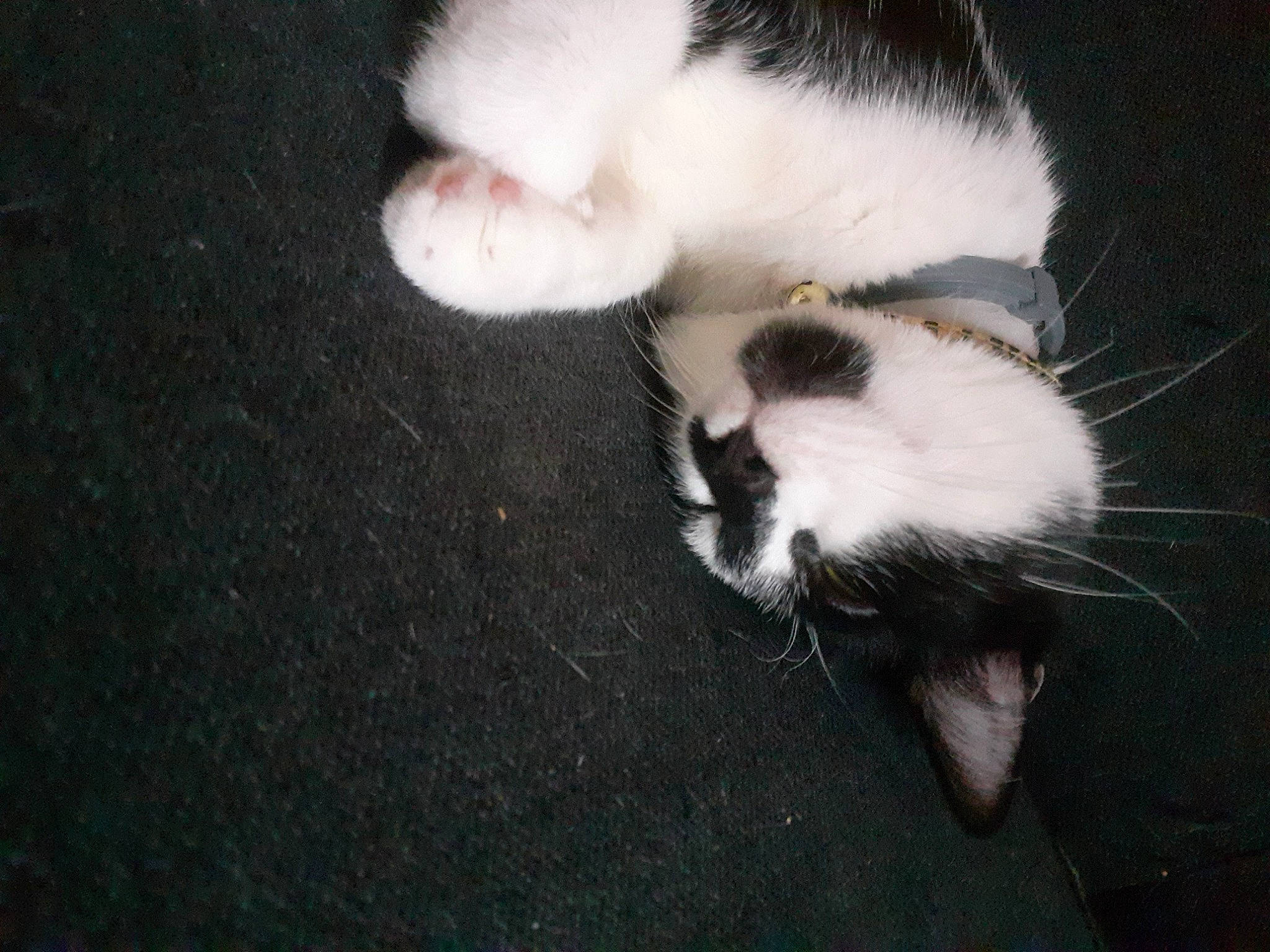 Fripouille participe au concours pour gagner de l'argent avec cette photo : carnivore, cat, claw, dog_breed, domestic_short_haired_cat, felidae, fur, paw, small_to_medium_sized_cats, snout, tail, whiskers