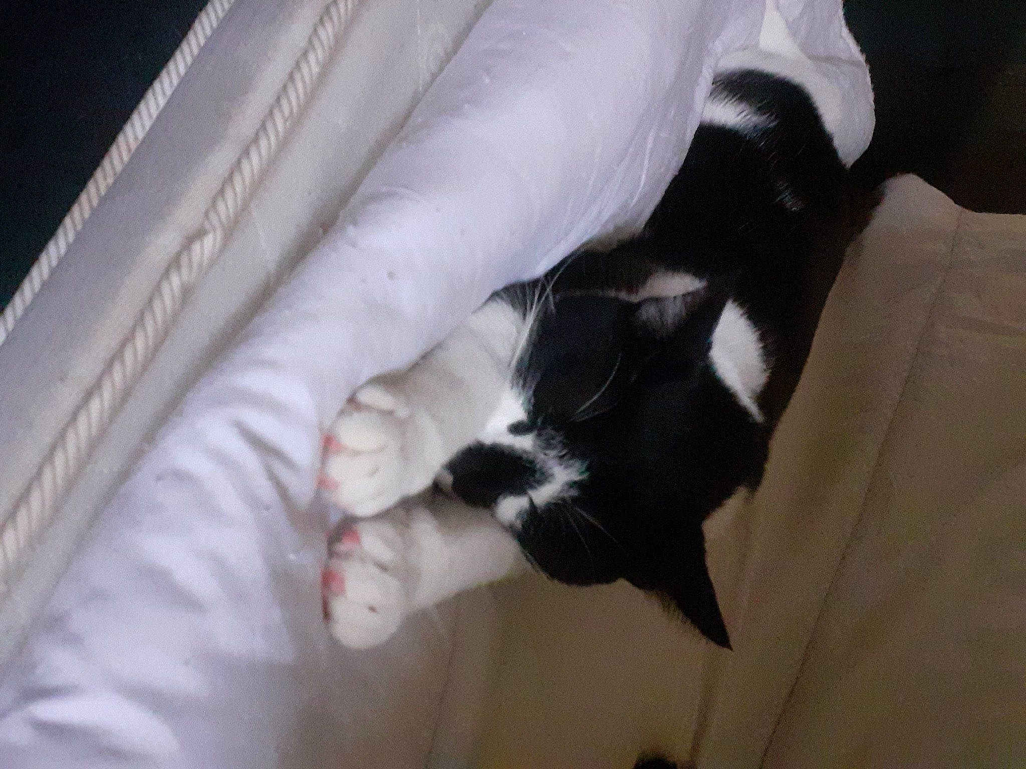 Fripouille participe au concours pour gagner de l'argent avec cette photo : canidae, carnivore, cat, claw, comfort, companion_dog, dog_breed, domestic_short_haired_cat, felidae, fur, gesture, human_leg, leg, linens, nap, small_to_medium_sized_cats, snout, sporting_group, tail, whiskers