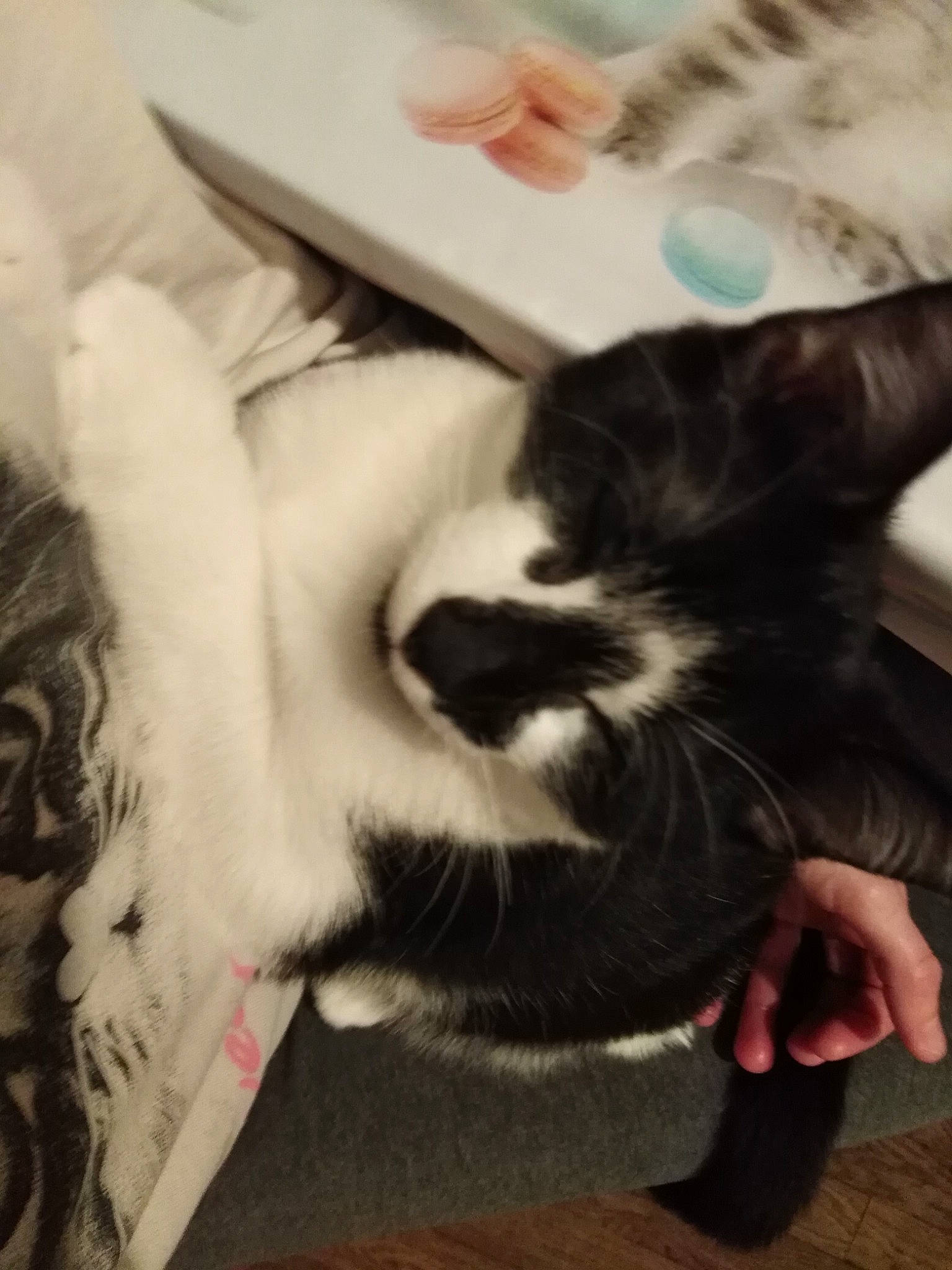 Fripouille participe au concours pour gagner de l'argent avec cette photo : carnivore, cat, claw, comfort, companion_dog, domestic_short_haired_cat, felidae, finger, flooring, foot, fur, gesture, happy, human_leg, lap, paw, photo_caption, small_to_medium_sized_cats, tail, whiskers