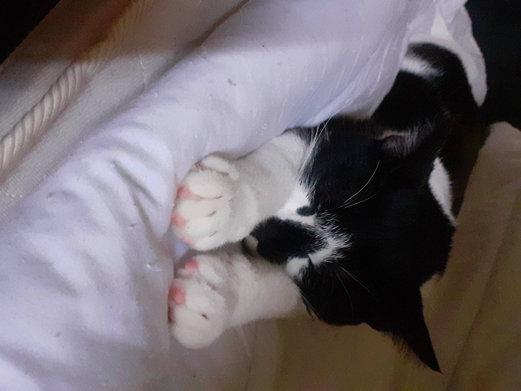 Fripouille a rejoint le concours — aidez-le/la à gagner de superbes lots ! canidae, carnivore, cat, claw, comfort, companion_dog, dog_breed, domestic_short_haired_cat, ear, eyelash, felidae, fur, gesture, jaw, nap, small_to_medium_sized_cats, snout, sporting_group, tail, whiskers