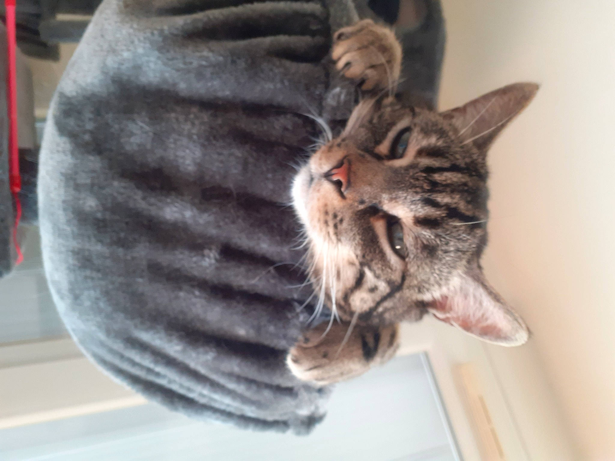 Grapule participe au concours pour gagner de l'argent avec cette photo : carnivore, cat, claw, comfort, domestic_short_haired_cat, ear, felidae, fur, grey, paw, plant, small_to_medium_sized_cats, snout, tail, whiskers