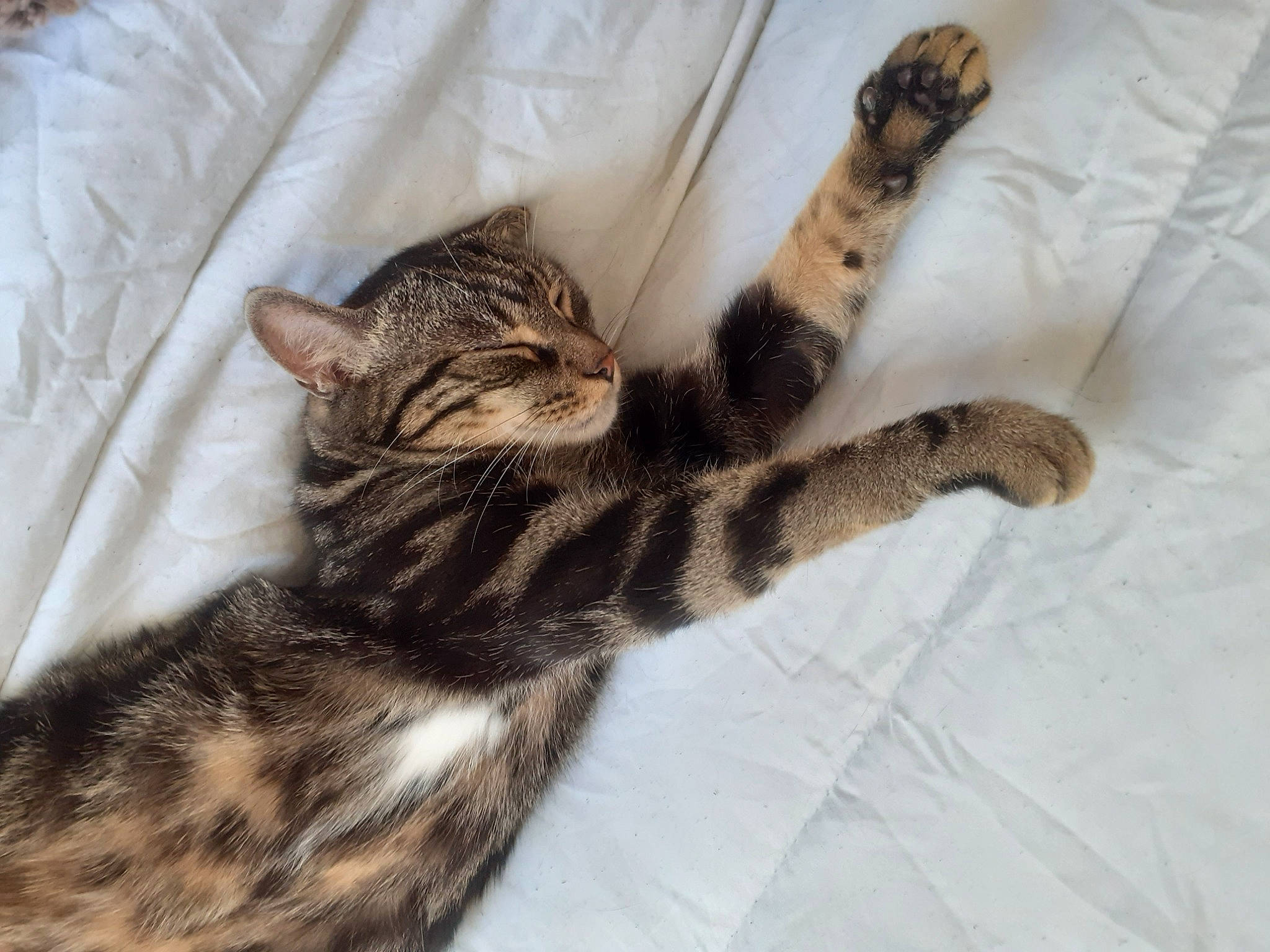 Grapule participe au concours pour gagner de l'argent avec cette photo : bed, carnivore, cat, claw, comfort, domestic_short_haired_cat, eye, felidae, fur, head, linens, pattern, paw, small_to_medium_sized_cats, snout, tail, terrestrial_animal, whiskers, wildlife