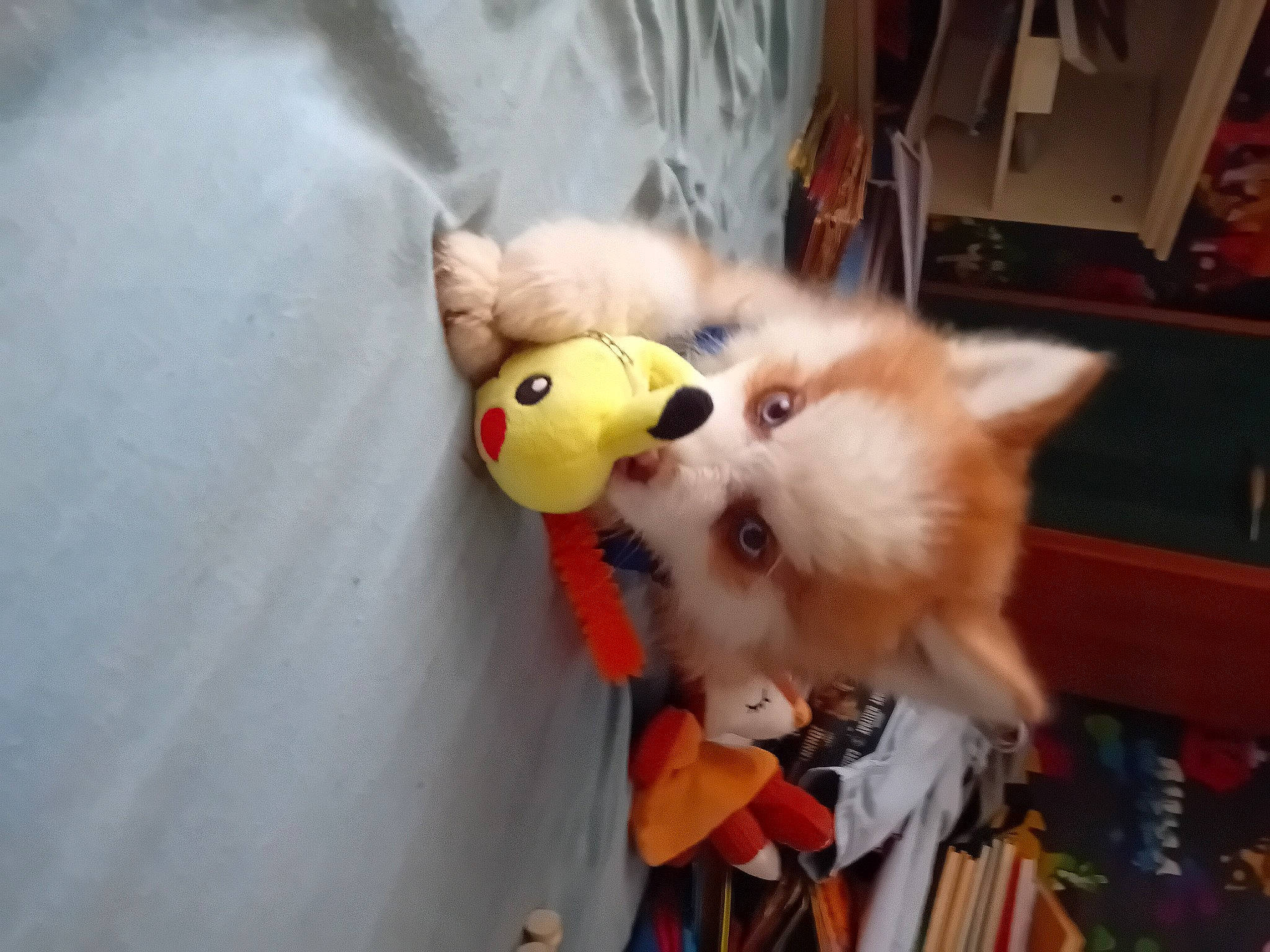 Rouky a rejoint le concours — aidez-le/la à gagner de superbes lots ! canidae, carnivore, companion_dog, dog_breed, fawn, felidae, fur, german_spitz, pomeranian, samoyed, small_to_medium_sized_cats, snout, spitz, sporting_group, stuffed_toy, tail, toy, toy_dog, volpino_italiano, whiskers