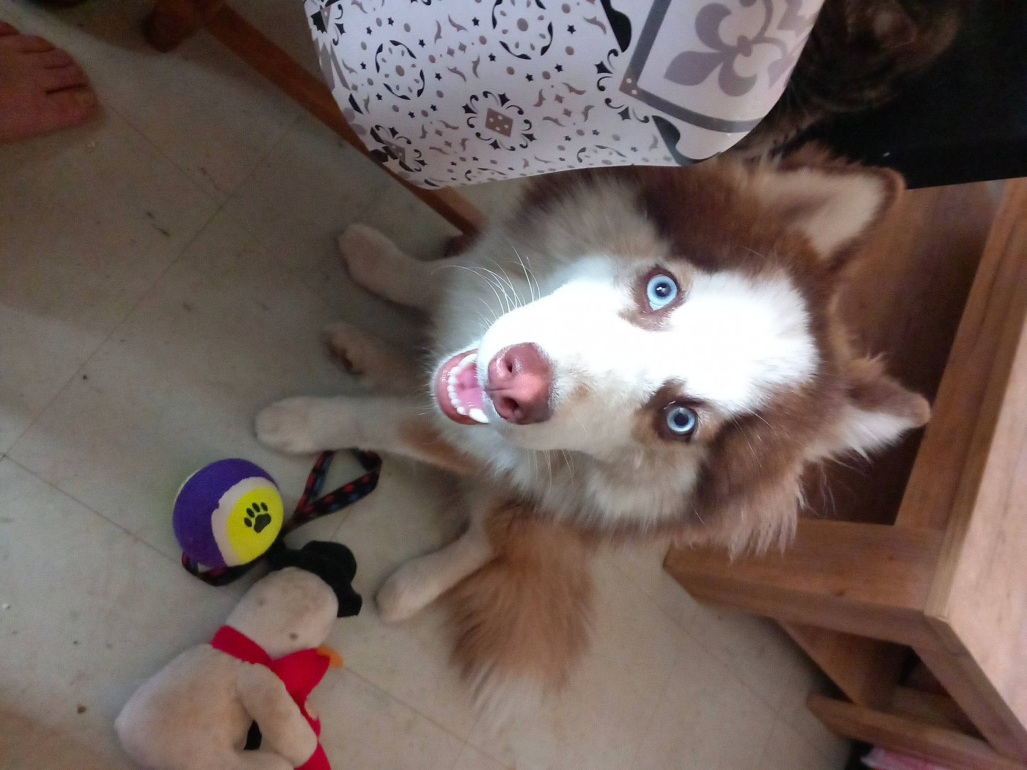 Rouky a rejoint le concours — aidez-le/la à gagner de superbes lots ! canidae, carnivore, companion_dog, dog, dog_breed, fawn, felidae, flooring, foot, fur, paw, siberian_husky, small_to_medium_sized_cats, snout, sporting_group, tail, whiskers, white, wood, working_animal