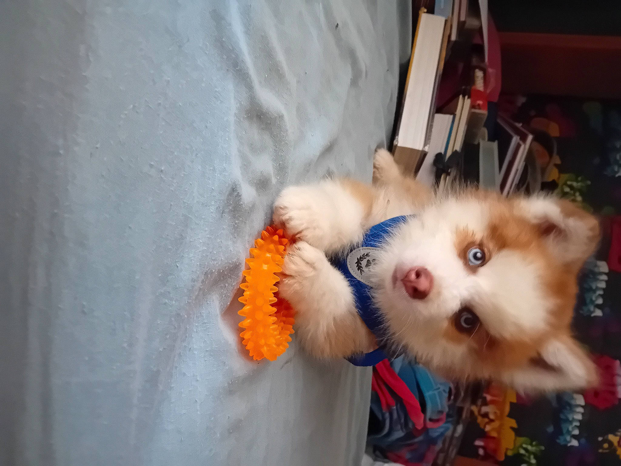 Rouky a rejoint le concours — aidez-le/la à gagner de superbes lots ! canidae, carnivore, companion_dog, dog, dog_breed, dog_supply, fawn, felidae, fur, german_spitz, pomeranian, small_to_medium_sized_cats, snout, spitz, sporting_group, tail, toy_dog, volpino_italiano, whiskers, working_animal