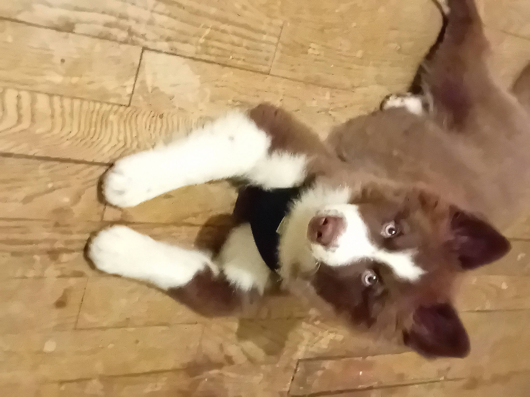 Oubo a rejoint le concours — aidez-le/la à gagner de superbes lots ! canidae, carnivore, companion_dog, dog, dog_breed, fawn, felidae, flooring, fur, hardwood, non_sporting_group, paw, small_to_medium_sized_cats, snout, sporting_group, tail, terrestrial_animal, whiskers, wood, working_animal