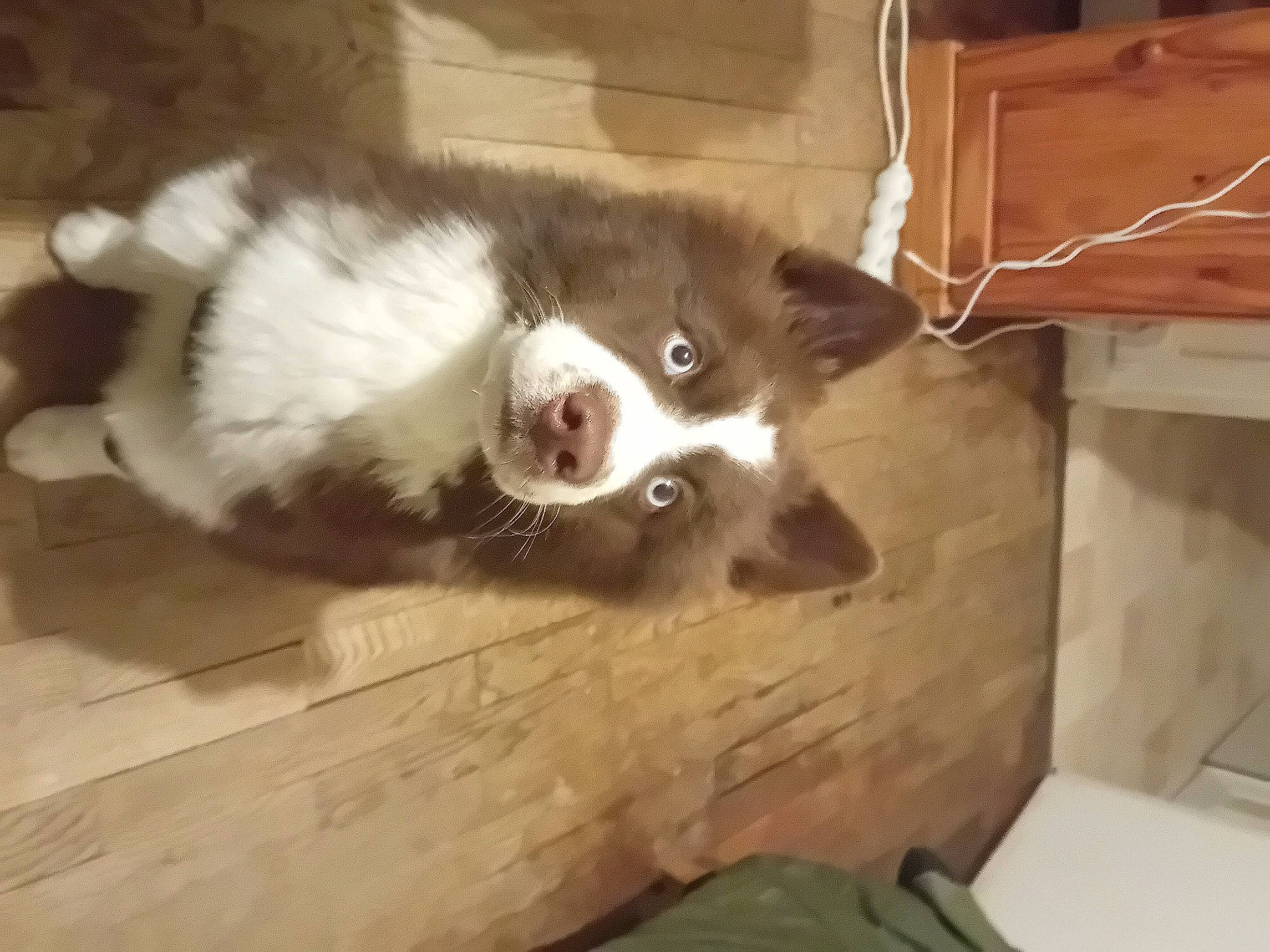 Oubo participe au concours pour gagner de l'argent avec cette photo : animal_shelter, box, canidae, carnivore, companion_dog, dog, dog_breed, fawn, flooring, fur, hardwood, non_sporting_group, siberian_husky, small_to_medium_sized_cats, sporting_group, terrestrial_animal, whiskers, wood, working_animal