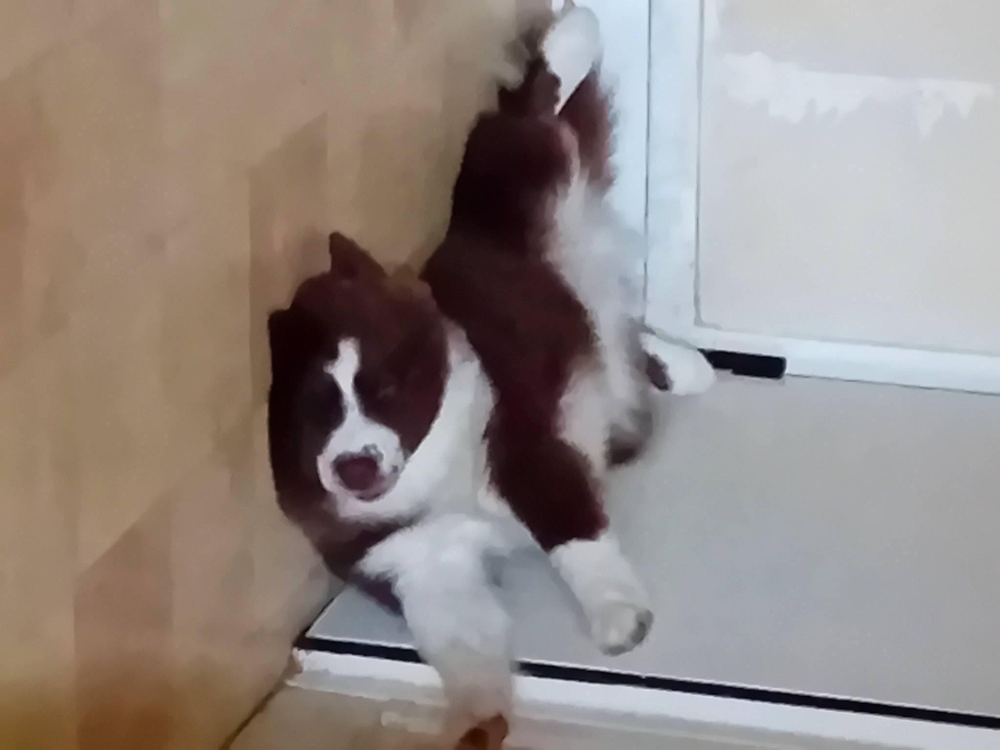 Oubo a rejoint le concours — aidez-le/la à gagner de superbes lots ! canidae, carnivore, companion_dog, dog, dog_breed, fawn, flooring, fur, hardwood, herding_dog, liver, sporting_group, tail, terrestrial_animal, toy_dog, whiskers, window, wood, working_animal, working_dog