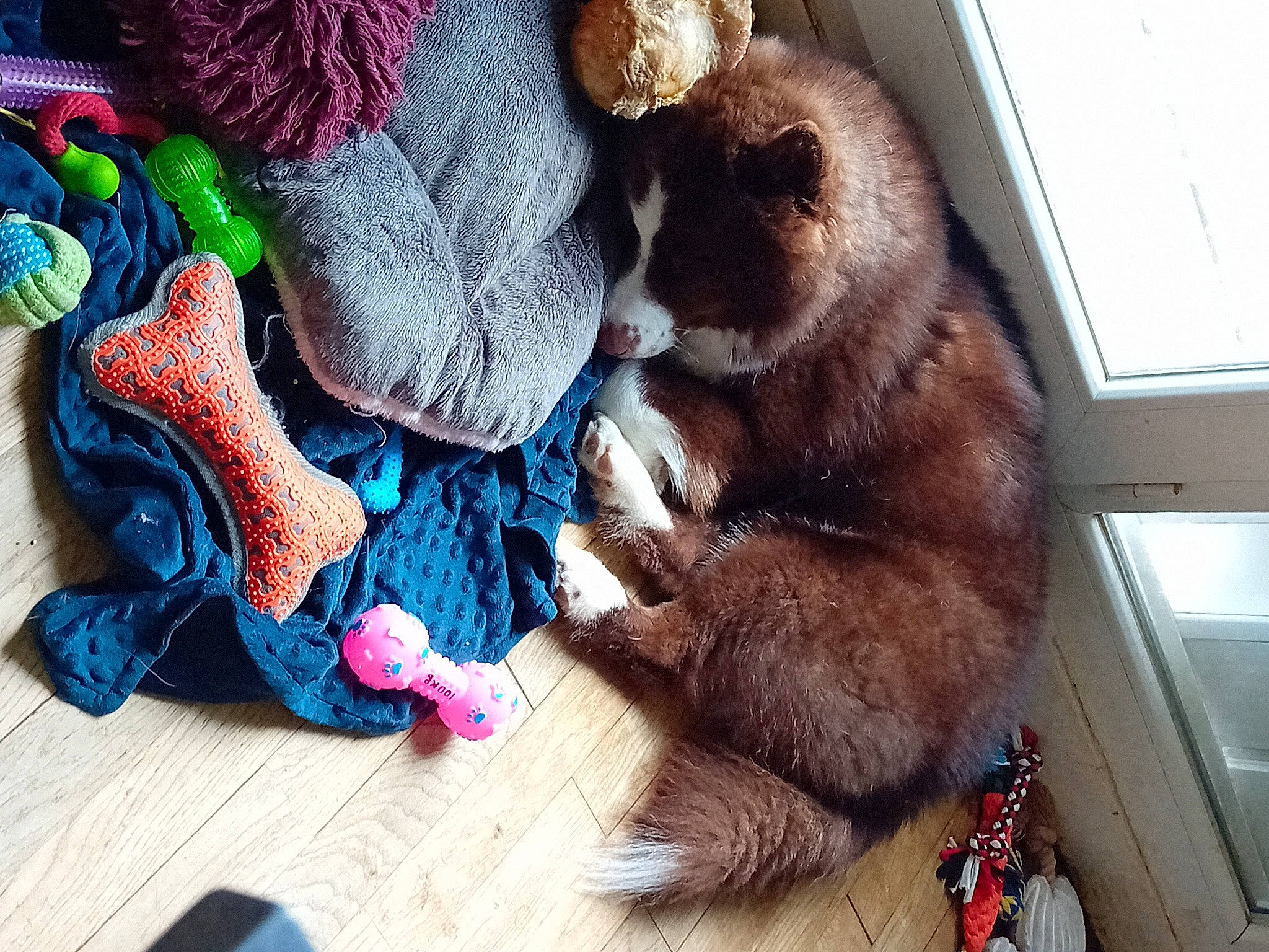 Oubo participe au concours pour gagner de l'argent avec cette photo : canidae, carnivore, claw, collar, comfort, companion_dog, dog_breed, domestic_short_haired_cat, fawn, felidae, flooring, fur, liver, paw, small_to_medium_sized_cats, snout, sporting_group, tail, whiskers, wood