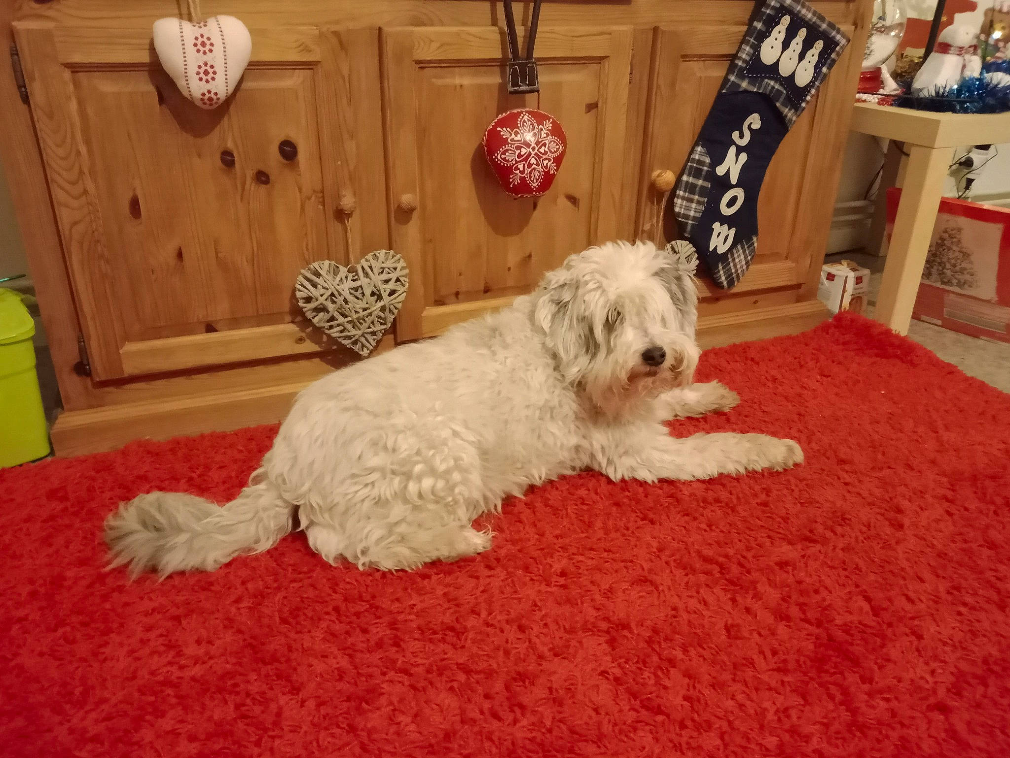 Diesel participe au concours pour gagner de l'argent avec cette photo : carnivore, carpet, chair, comfort, companion_dog, curtain, dog, dog_breed, dog_supply, floor, flooring, fur, hardwood, lamp, living_room, room, sporting_group, terrier, toy_dog, wood