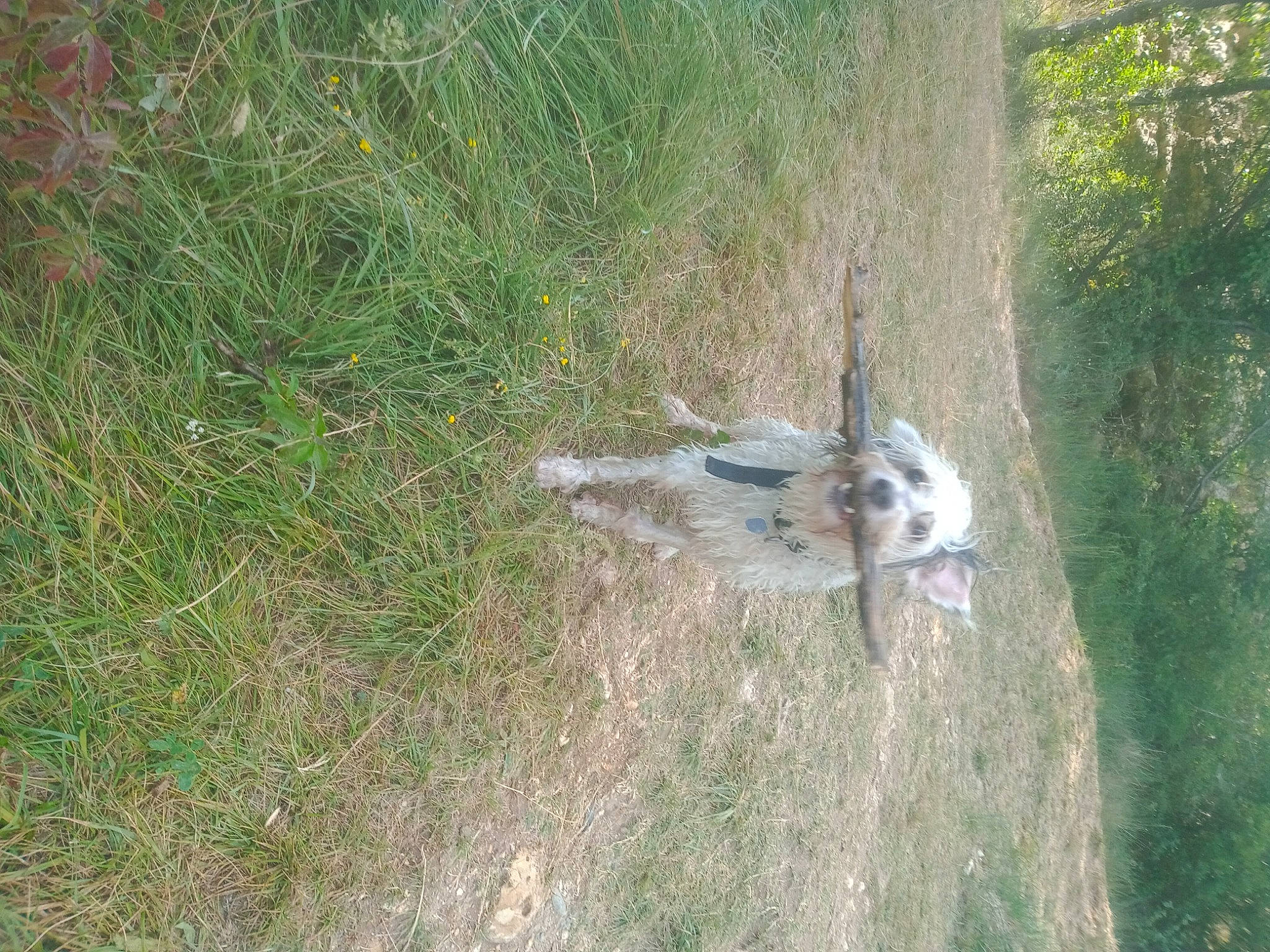 Diesel a rejoint le concours — aidez-le/la à gagner de superbes lots ! canidae, carnivore, dog, dog_breed, grass, grass_family, grassland, groundcover, landscape, natural_landscape, pasture, plant, shrubland, soil, sporting_group, tail, tree, trunk, wildlife, working_animal