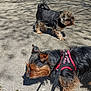 dog, small_dog, outdoor, pavement, sunlight, shadow, leash, harness, black_fur, brown_fur, scruffy_fur, pet, canine, walking, nature, curious, playful, daytime, side_view, two_dogs