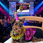 Pupuce participe au concours pour gagner de l'argent avec cette photo : animal, celebration, chair, colorful_lights, confetti, costume, decorations, dog, dog_clothing, event, festive, fun, indoor, party, party_hat, people, pet, projection, screen, smiling