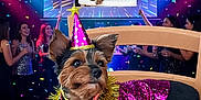 Pupuce participe au concours pour gagner de l'argent avec cette photo : animal, celebration, chair, colorful_lights, confetti, costume, decorations, dog, dog_clothing, event, festive, fun, indoor, party, party_hat, people, pet, projection, screen, smiling