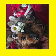 Pupuce a rejoint le concours — aidez-le/la à gagner de superbes lots ! big_eyes, black_nose, brown_fur, close_up, cozy, cute, daisies, dog, floral_accessory, flower_crown, framed_photo, fur_texture, hand_holding, indoor, pet, portrait, red_sweater, small_breed, whiskers, yellow_border
