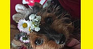 Pupuce a rejoint le concours — aidez-le/la à gagner de superbes lots ! big_eyes, black_nose, brown_fur, close_up, cozy, cute, daisies, dog, floral_accessory, flower_crown, framed_photo, fur_texture, hand_holding, indoor, pet, portrait, red_sweater, small_breed, whiskers, yellow_border