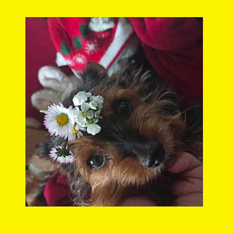Pupuce a rejoint le concours — aidez-le/la à gagner de superbes lots ! big_eyes, black_nose, brown_fur, close_up, cozy, cute, daisies, dog, floral_accessory, flower_crown, framed_photo, fur_texture, hand_holding, indoor, pet, portrait, red_sweater, small_breed, whiskers, yellow_border